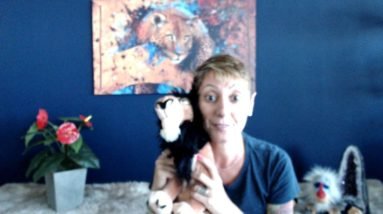 como funciona os chakras do seu pet